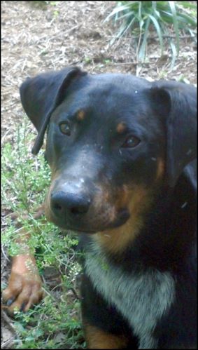 Half Doberman/Half Heeler for adoption
