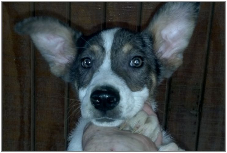 Dog for sale