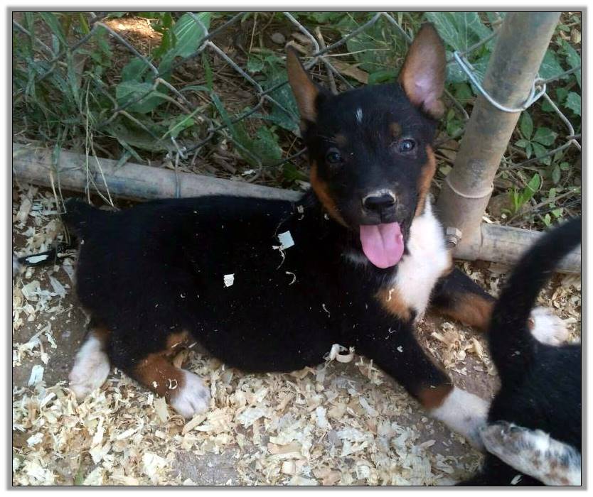 Dogs For Sale American Saddlebred Horses At Peavine Creek Farm