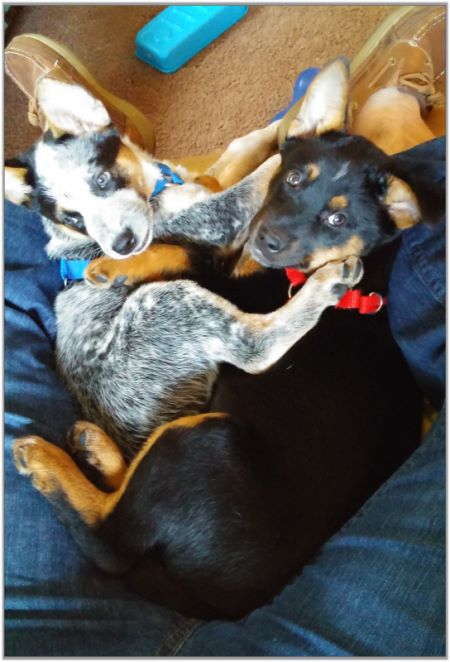 Texas Heeler Puppies for sale!