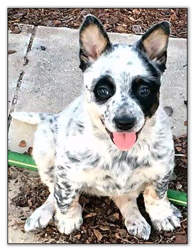 white heeler puppies for sale