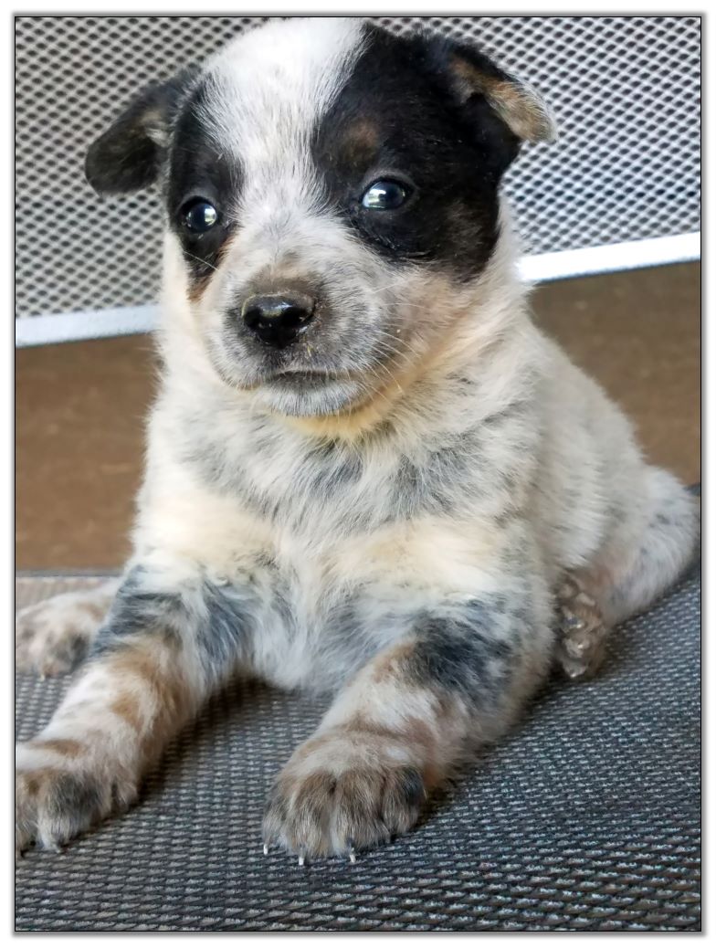 blue heeler puppy white