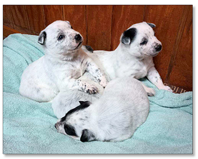 AUSTRALIAN CATTLE DOG PUPS For Sale!