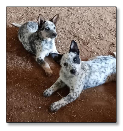 AUSTRALIAN CATTLE DOG PUPS For Sale!
