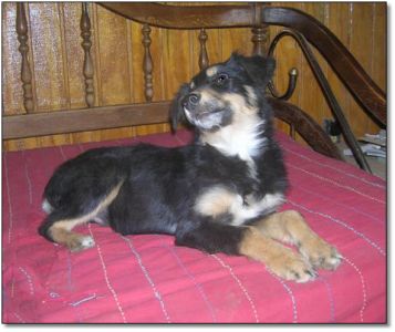 Sugar Ray For Sale!