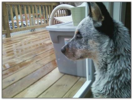 Australian Cattle Dog For Sale