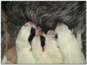 Australian Cattle Dog Pups born 6/21/09