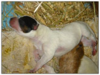 Australian Cattle Dog Pups born 6/21/09