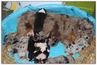 Aussie Puppies for sale