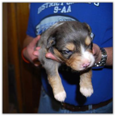Aussie Puppies for sale