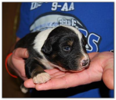 Australian Shepherd Puppies for sale