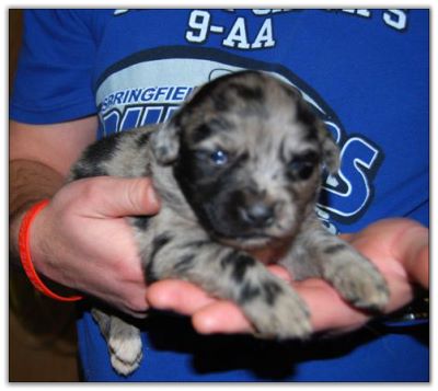 Australian Shepherd Puppies for sale