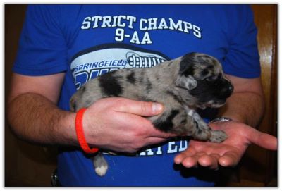 Australian Shepherd Puppies for sale