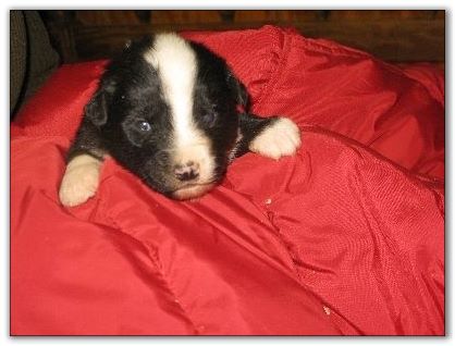 Male 8