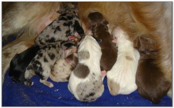 Australian Shepherd Pups born 6/22/09