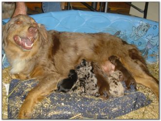 Australian Shepherd Pups born 6/22/09