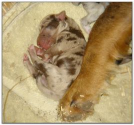 Australian Shepherd Pups born 6/22/09