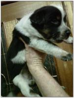 American Heeler Hybrid pups for sale! (Female)