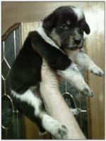 American Heeler Hybrid pups for sale! (Female)