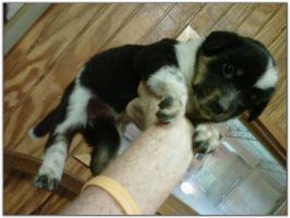 American Heeler Hybrid pups for sale! (Female)