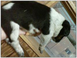 American Heeler Hybrid pups for sale! (Female)