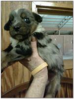 American Heeler Hybrid pups for sale! (Male)