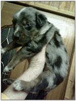 American Heeler Hybrid pups for sale! (Male)