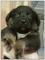 American Heeler Hybrid pups for sale! (Male)