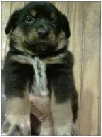 American Heeler Hybrid pups for sale! (Male)