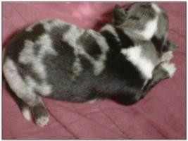American Heeler Hybrid pups for sale!