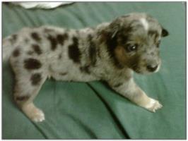 American Heeler Hybrid pups for sale!
