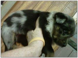 American Heeler Hybrid pups for sale!