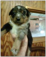 American Heeler Hybrid pups for sale!