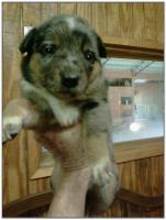 American Heeler Hybrid pups for sale!