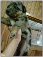 American Heeler Hybrid pups for sale!