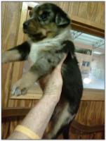 American Heeler Hybrid pups for sale!