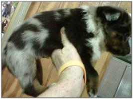 American Heeler Hybrid pups for sale!