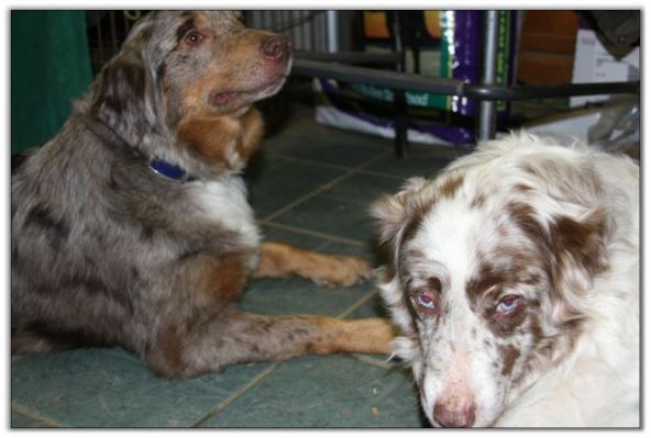 Dam and Granddam of pups born 12/06/09