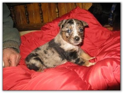 Blue Heeler puppies for sale