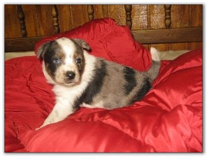 Blue Heeler puppies for sale