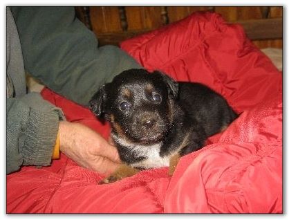 Blue Heeler puppies for sale