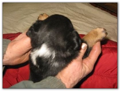 Blue Heeler puppies for sale