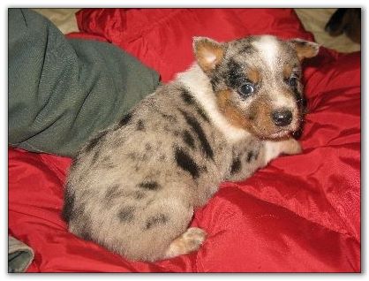 Blue Heeler puppies for sale