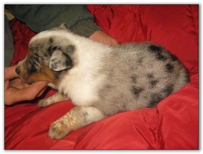 Blue Heeler puppies for sale