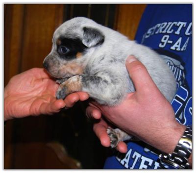 Blue Heeler pup for sale