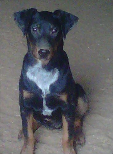 Doberman Hybred for sale