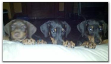 puppies
