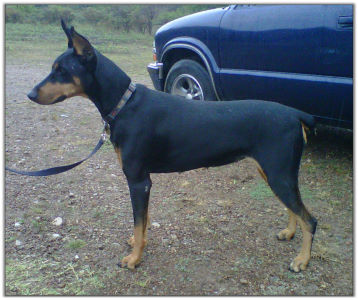 dam of puppies