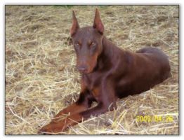 Maternal Grand Sire of puppies