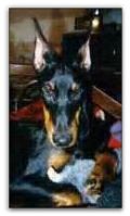Paternal Grand Sire of puppies